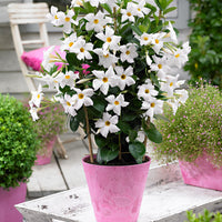 Jasmin du Chili Mandevilla sanderi blanc