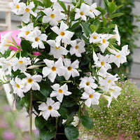 Jasmin du Chili Mandevilla sanderi blanc