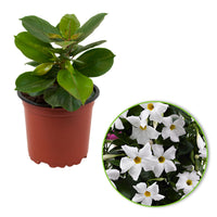 Jasmin du Chili Mandevilla sanderi blanc