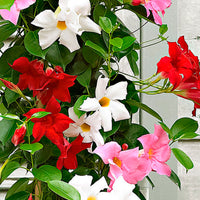3x Jasmin du Chili Mandevilla sanderi rouge-rose-blanc