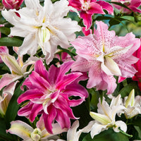 5x Lys Lilium oriental - Mélange - blanc-rouge-orange