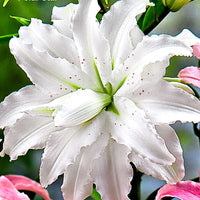 5x Lys Lilium oriental - Mélange - blanc-rouge-orange