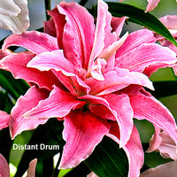 5x Lys Lilium oriental - Mélange - blanc-rouge-orange