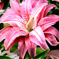 5x Lys Lilium oriental - Mélange - blanc-rouge-orange