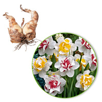 15x Narcisses  Narcissus - Mélange 'Perfect Match' blanc-rose-jaune