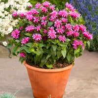 3x Monarde bergamote 'Cranberry Lace' rose - Plants à racines nues