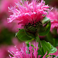 3x Monarde bergamote 'Cranberry Lace' rose - Plants à racines nues