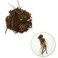 3x Pavot d'Orient Papaver 'Türkenlouis' rouge - Plants à racines nues