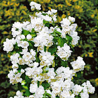 Seringat virginal Philadelphus 'Virginal' blanc - Plants à racines nues