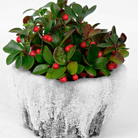 Gaultheria Big Berry 2x Gaulthérie Gaultheria 'Big Berry' rouge-blanc avec neige 'Big Berry'