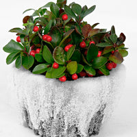 Gaulthérie Gaultheria 'Big Berry' Rouge avec pot décoratif