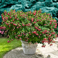 3x Fuchsia 'Celia Smedley' rouge-rose