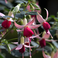 3x Fuchsia 'Celia Smedley' rouge-rose