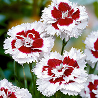 Géranium sanguin Dianthus 'Alice' rouge-blanc