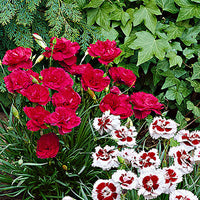 3x Géranium sanguin Dianthus 'David' rouge