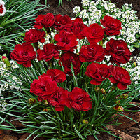 3x Géranium sanguin Dianthus 'Desmond' rouge