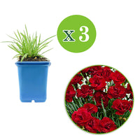 3x Géranium sanguin Dianthus 'Desmond' rouge