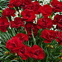 3x Géranium sanguin Dianthus 'Desmond' rouge