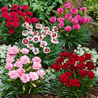6x Oeillet mignardise Dianthus  - Mélange 'Pretty Pink' Rouge-Blanc-Rose