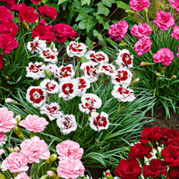 6x Oeillet mignardise Dianthus  - Mélange 'Pretty Pink' Rouge-Blanc-Rose