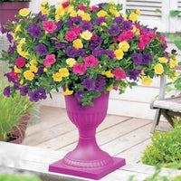 3x Mini pétunia Calibrachoa 'Petticoat' jaune-rose-violet