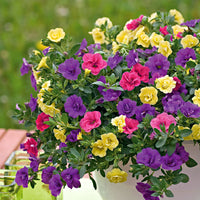 3x Mini pétunia Calibrachoa 'Petticoat' jaune-rose-violet