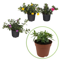 3x Mini pétunia Calibrachoa 'Petticoat' jaune-rose-violet